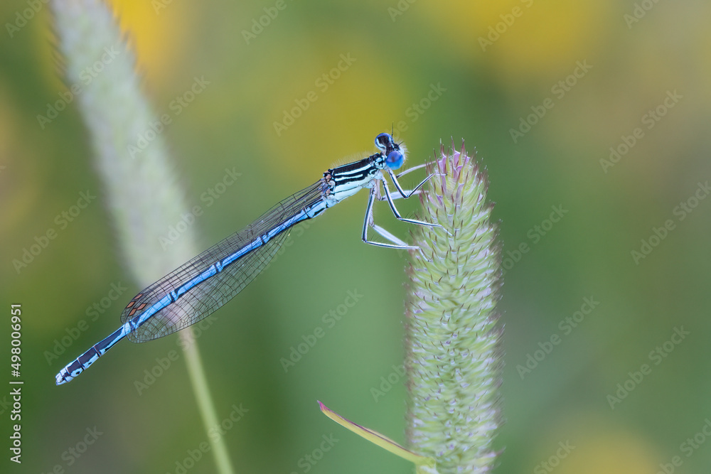 White-legged damselfly White-legged damselfly