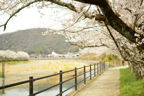 桜土手 散歩道