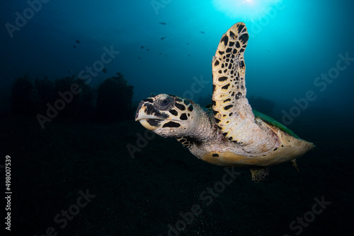 Hawksbill Turtle - Eretmochelys imbricata swims along reefs of Tulamben, Bali, Indonesia.