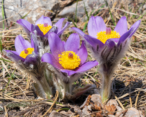 Image of spring mountain flowers. Buttercup. Anemone. pasque-flower.  Listed in the Red Book. photo