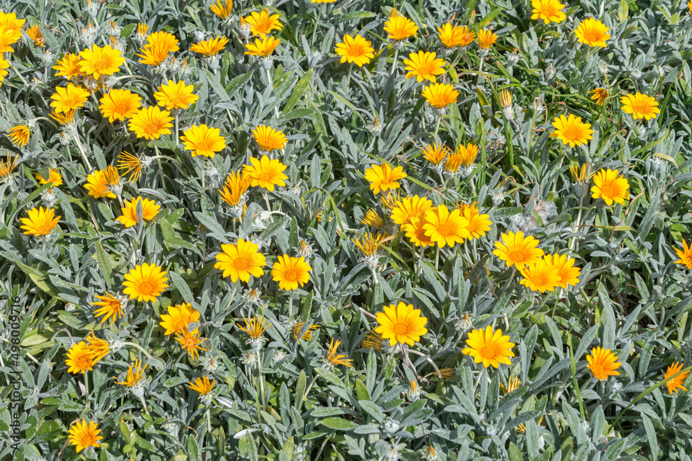 Orange flowers in spring time on Cyprus.