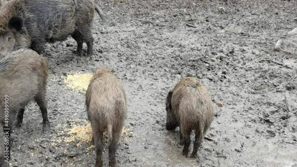 Wild boar family feeding in mud
