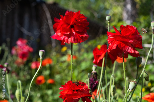 beautiful poppies blooming on a flowerbed
