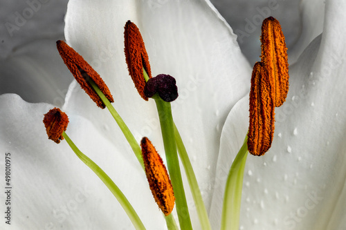 the innermost of a lily flower
