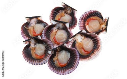 scallop shell isolated
