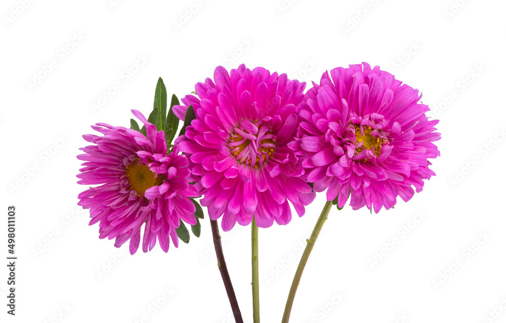 aster flower isolated