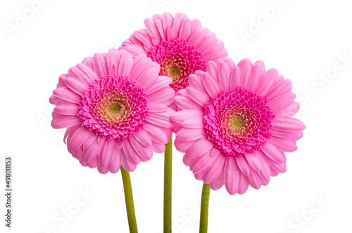 gerbera flower isolated