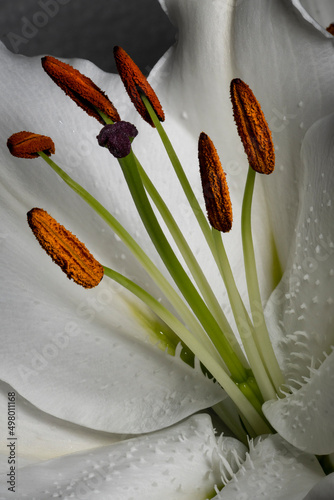 the innermost of a lily flower