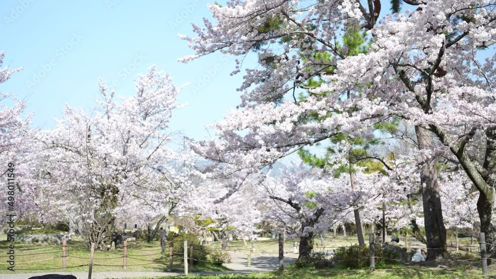 kyoto yasaka maruyamakouen Cherry Blossoms 2022(京都 八坂 円山公園 桜2022) kyoto yasaka maruyamakouen Cherry Blossoms 2022(京都 八坂 円山公園 桜2022)