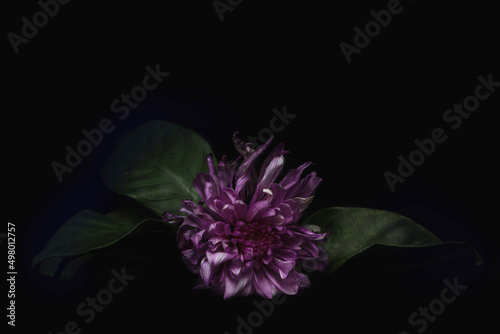 Close-up purple flower on black background  .There are have purple color petals.