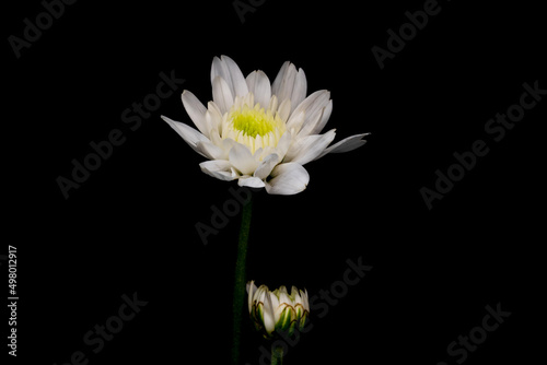 Fototapeta Naklejka Na Ścianę i Meble -  Close-up flower on black background  .There are have white color petals.