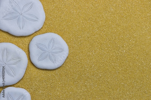 Sand Dollars at the beach greeting card with copy space, flat lay macro closeup. Burrowing sea urchin in the Clypeasteroida order, popular as souvenirs.