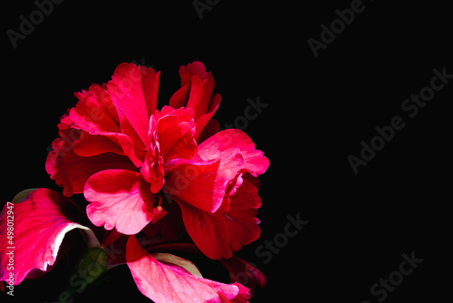 Colorful flower petals on black background  .There are have red color.