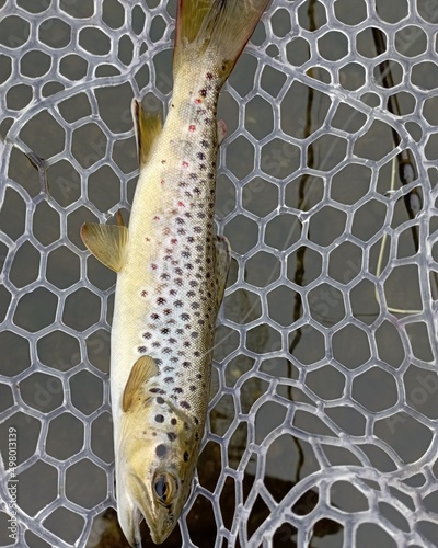 close up of a wild brown trout