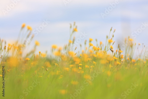 wild yellow flowers in a field landscape