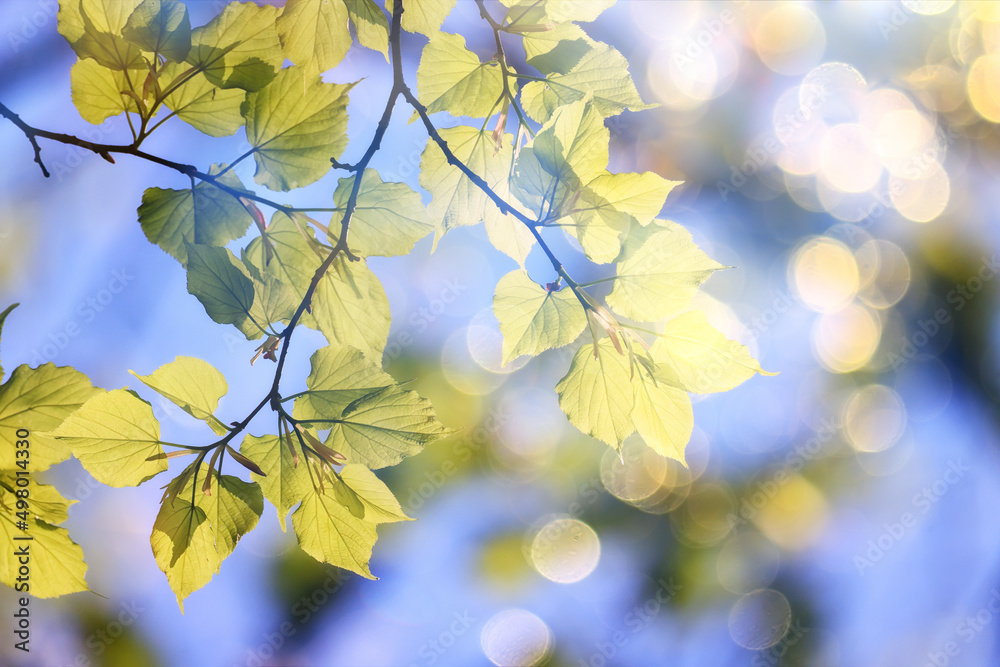 green leaves tree branches background summer abstract season summer nature young forest