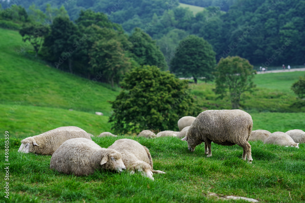 The sheep that eats grass at Daegwallyeong sheep ranch in Pyeongchang, Gangwon-do