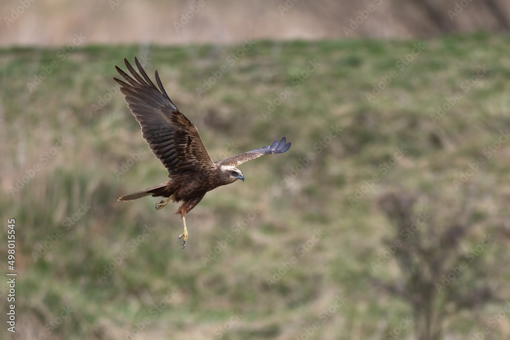 Fototapeta premium Western marsh harrier (Circus aeruginosus) flying
