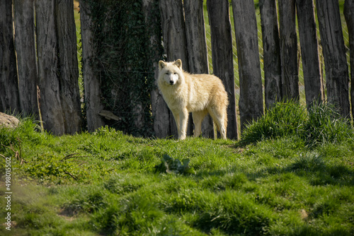 view of an arctic wolf in a park