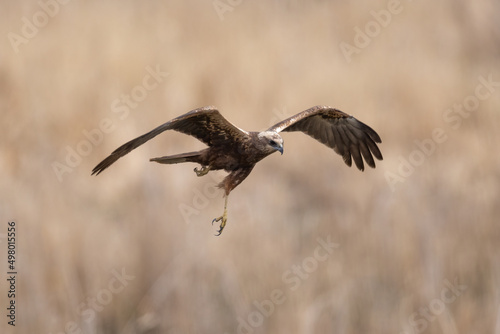 Western marsh harrier (Circus aeruginosus) in flight spread wings © AlexandruPh