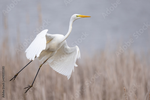 Quadro em tela Great egret Ardea alba in flight spread wings taking off