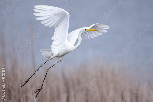 Great egret Ardea alba in flight spread wings taking off lake
