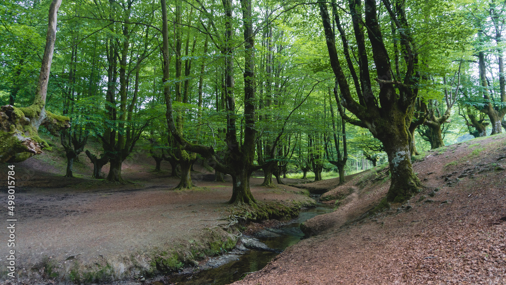 trees in the forest trees in the forest