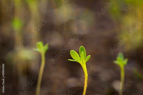 Macro shot of coriander sprout