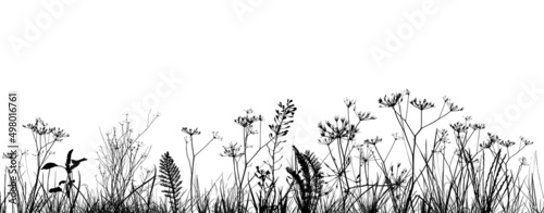 Fotografie, Obraz Black silhouettes of grass, flowers and herbs isolated on white background