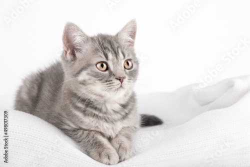 Scottish gray kitten with yellow eyes sits on a gray background