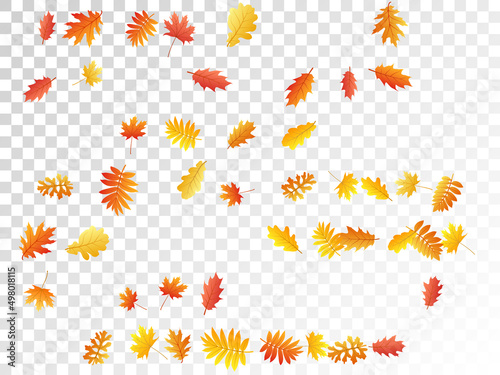 Oak, maple, wild ash rowan leaves vector, autumn foliage on transparent background.
