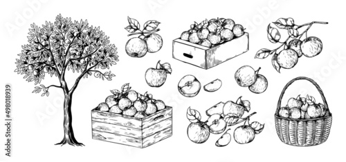 Apples in basket. Hand drawn engraving of garden fruits in piles. Orchard sketch. Plant branches. Juicy slices. Boxes with organic crop. Natural harvest. Vector botanical elements set
