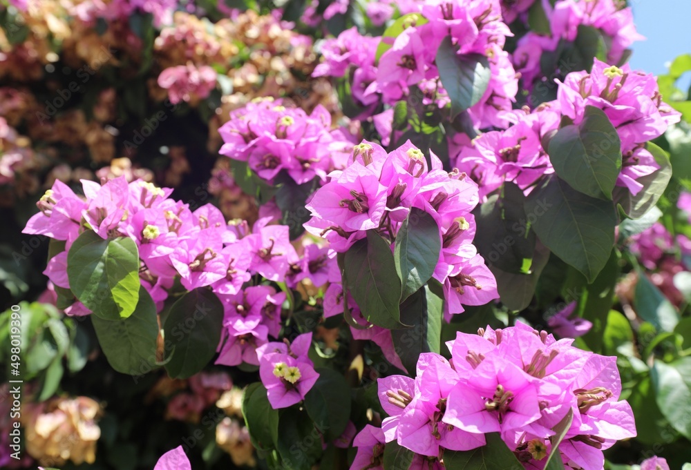 background of many bougainvillea flowers in spring background of many bougainvillea flowers in spring