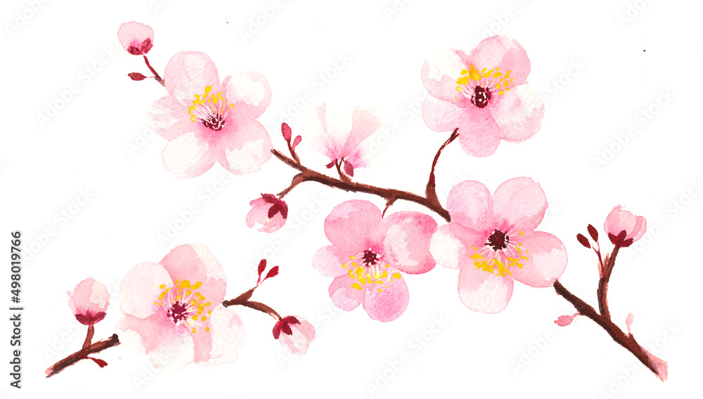 Naklejka premium Cherry Blossoms on white background