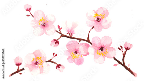 Cherry Blossoms on white background © Daniela