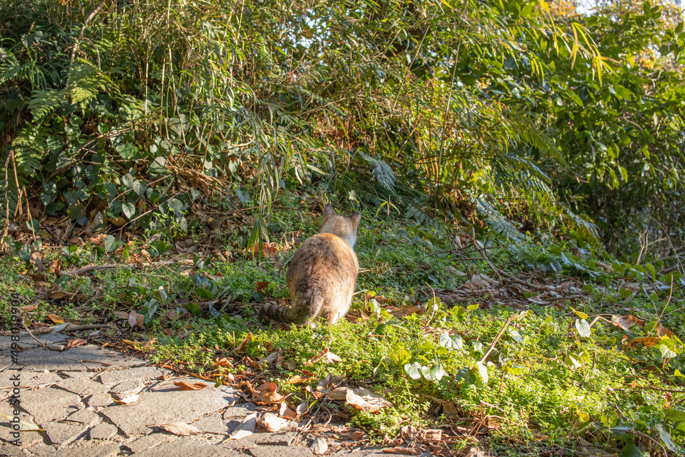 Fototapeta premium 草むらで暮らす野良猫