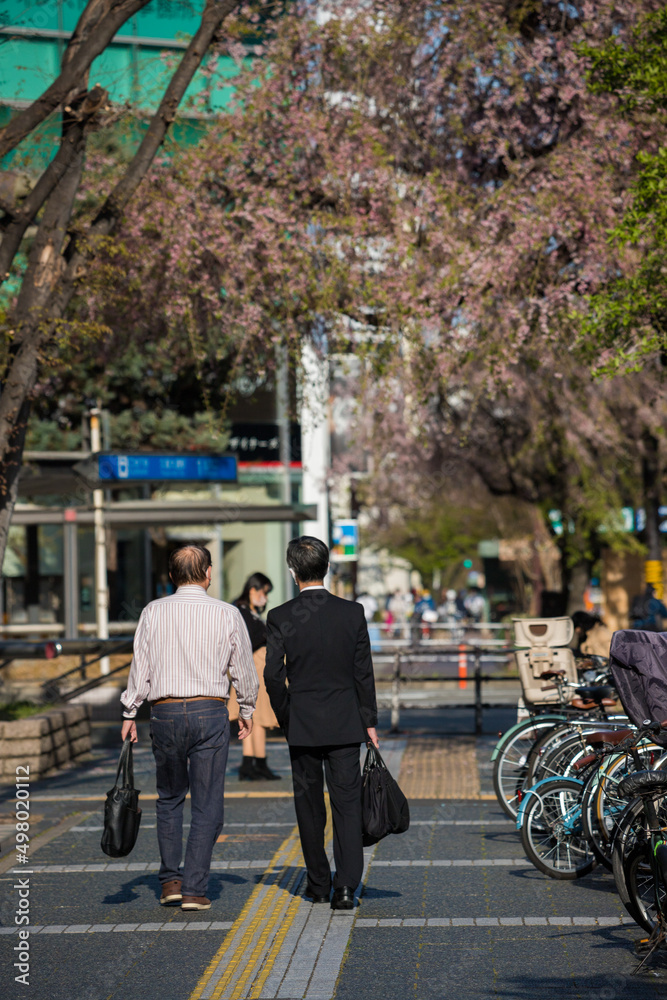 春の桜満開の街で歩いているサラリーマンの姿