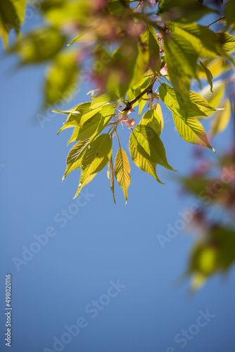 春の桜の木の新緑と青空