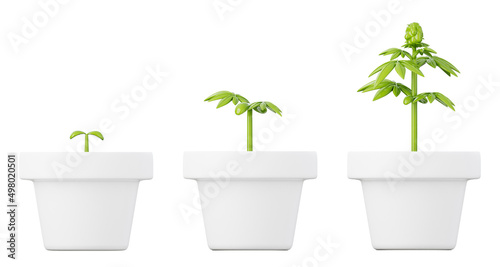Growing cannabis plants in pots. Medical marijuana gardening farm concept 3D style isolated illustration.