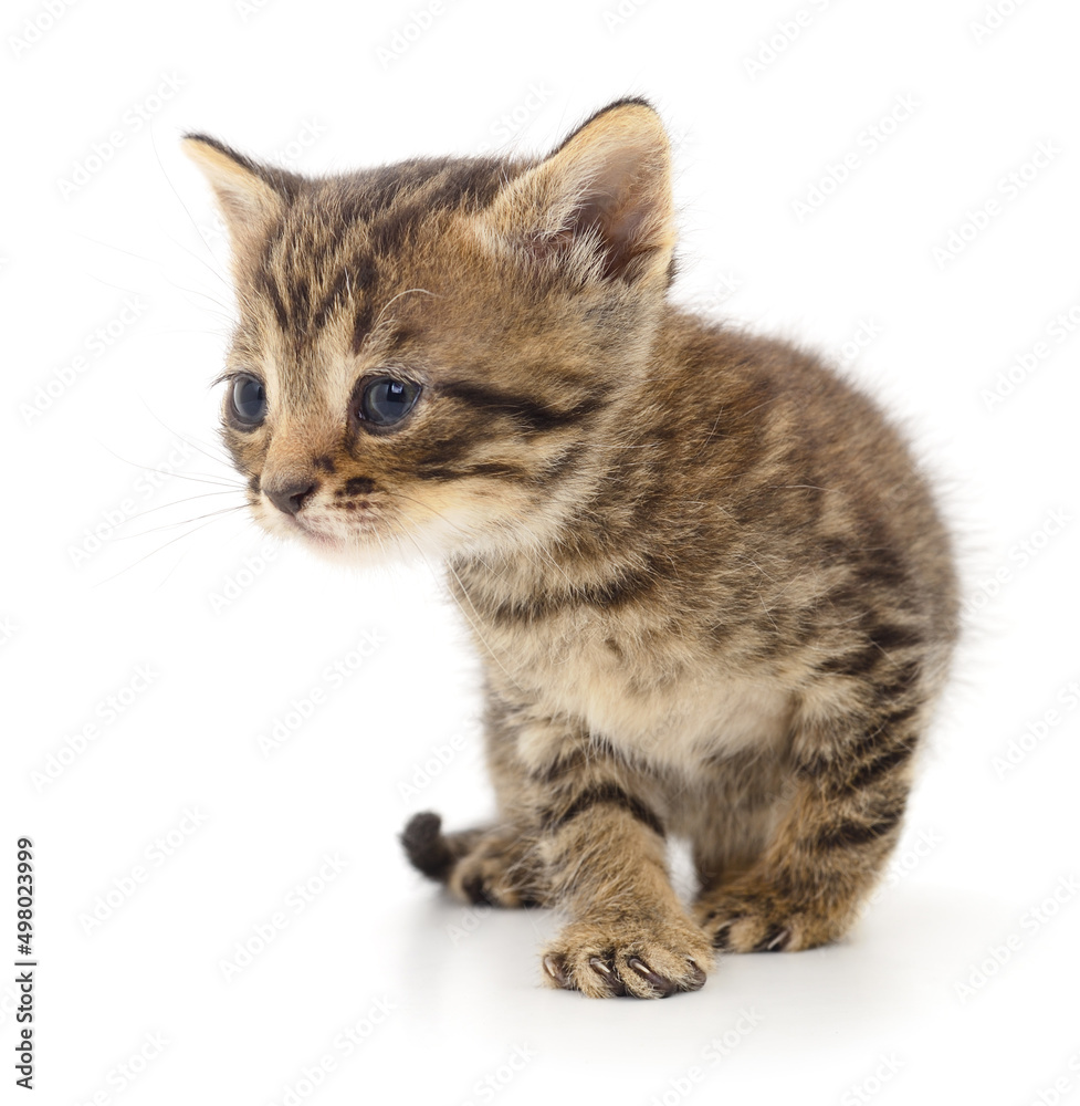 Obraz premium Kitten on white background.
