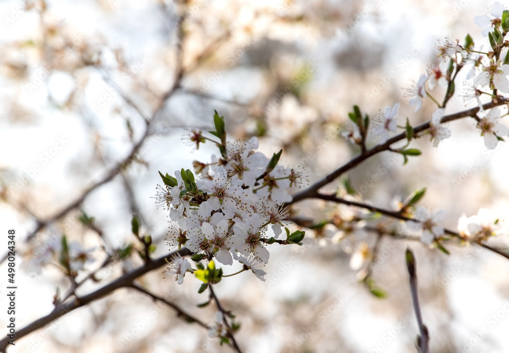 Blooming tree in spring with shallow depth of field
Blooming tree in spring with shallow depth of field