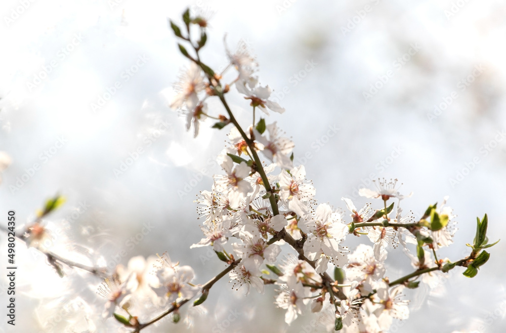 Blooming tree in spring with shallow depth of field

