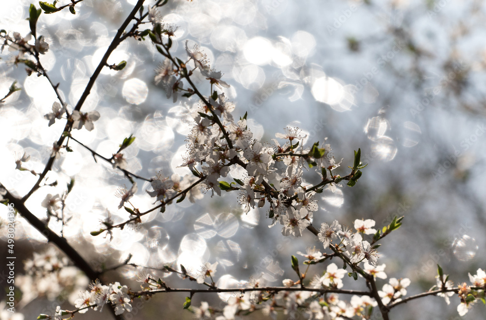 Blooming tree in spring with shallow depth of field
Blooming tree in spring with shallow depth of field
