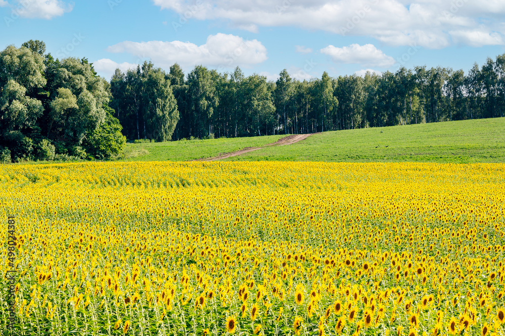 field of beautiful golden sunflowers, blue sky and white clouds in the background