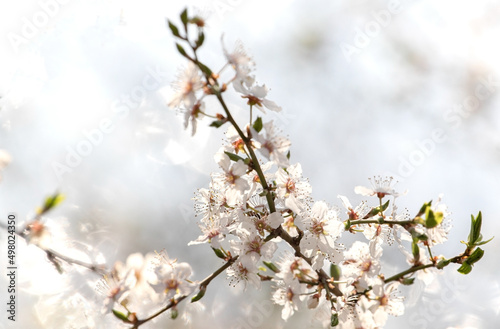 Blooming tree in spring with shallow depth of field  