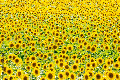 field of beautiful golden sunflowers