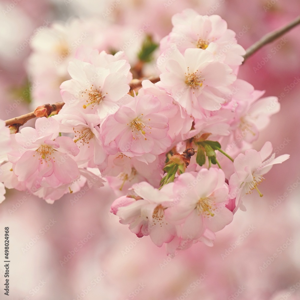 Spring time. Beautiful flowering tree. Spring in nature and colorful background. Japanese cherry - Sakura. Spring time. Beautiful flowering tree. Spring in nature and colorful background. Japanese cherry - Sakura.