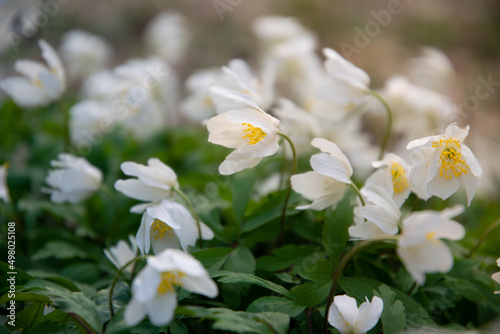 White delicate anemone flower in the spring garden	
