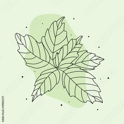 basil