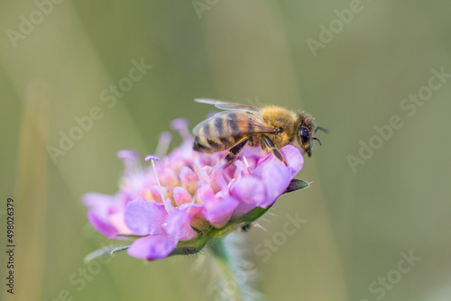 Pszczoła na fioletowym kwiatku